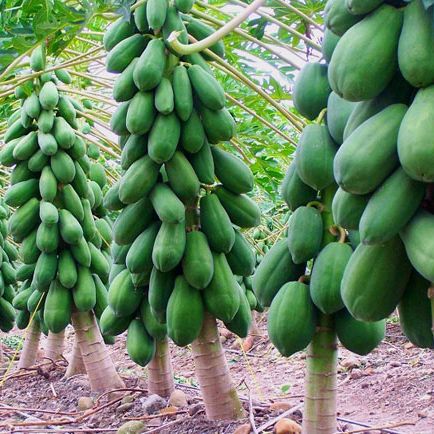 5 Hạt giống đu đủ lùn thái lan