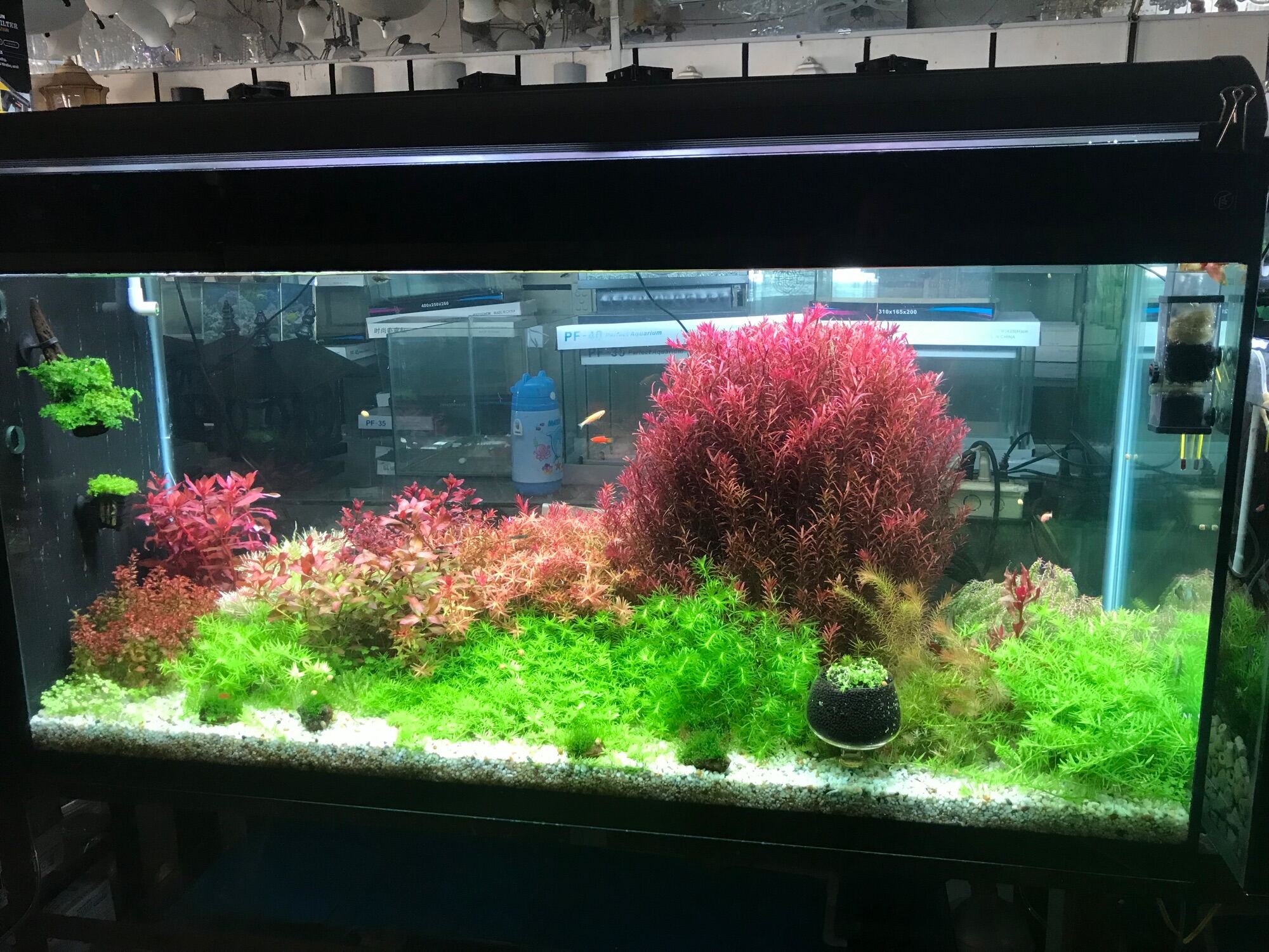 [FreeshipMAX] Combo 12 chậu thuỷ sinh cắt cắm( lá cạn)