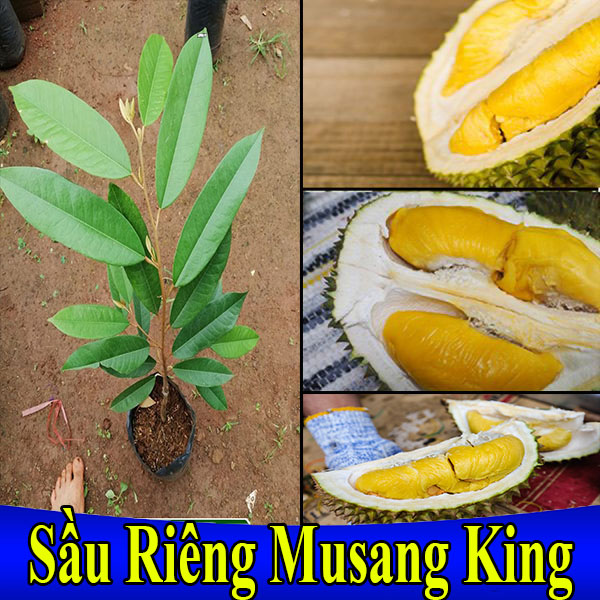Cây Giống Sầu Riêng Mã Lai Musan King - giống cây To khỏe Nhanh cho trái