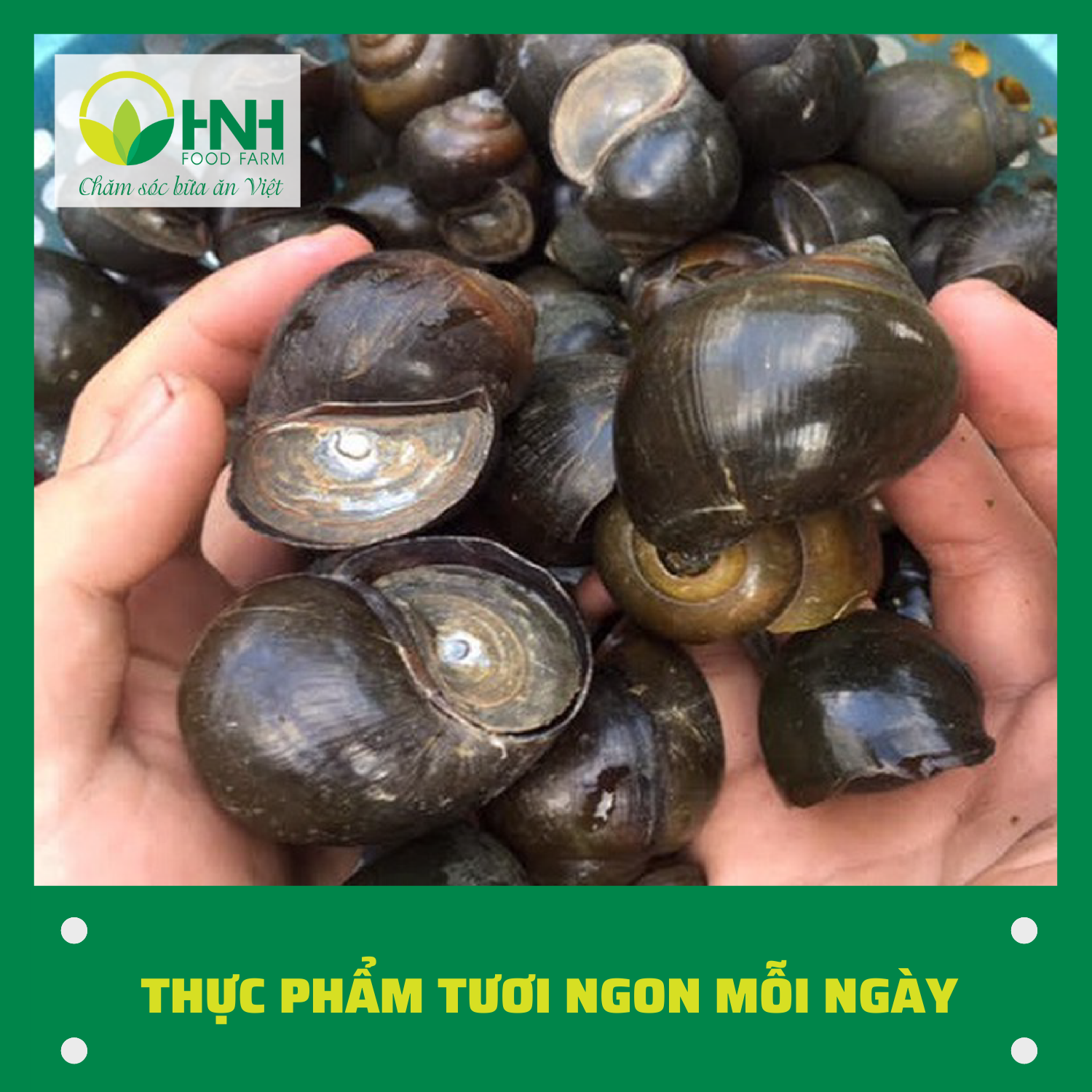 [CHỈ GIAO HÀ NỘI] Ốc nhồi tươi 1kg chuẩn ngon, trợ giá mùa dịch - HNH Food Farm