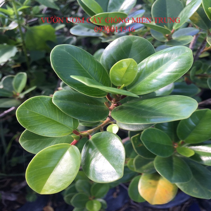 cây Da Nhật - (Cây đa nhật, cây Vạn Phát Gia)