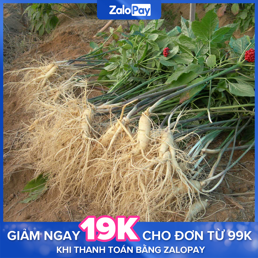 4 Gói Hạt giống Nhân sâm Hàn quốc ~40 hạt (tặng hướng dẫn trồng ) - Cây trồng Long Vũ - Cây trồng Long Vũ