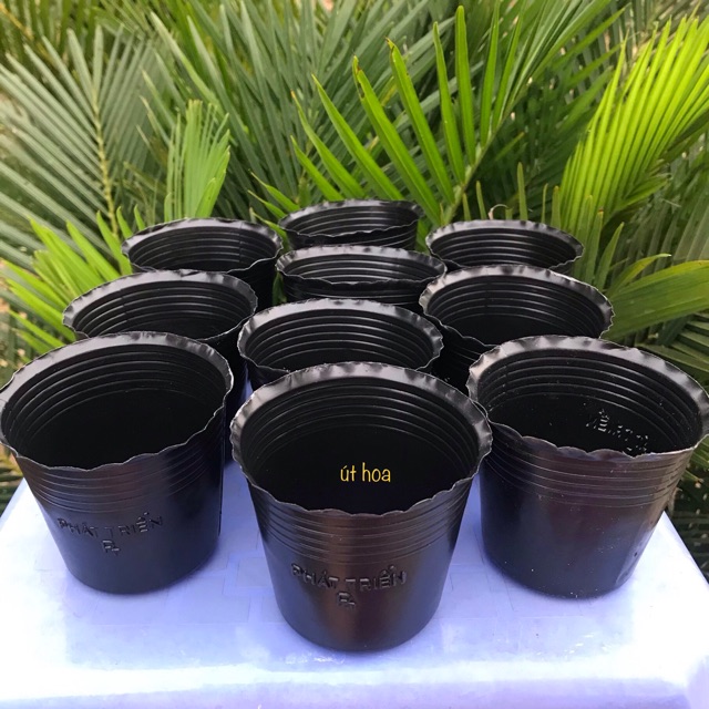 Combo 100 chậu nhựa đen c2 size nhỏ nhất giâm cây, ươm cây