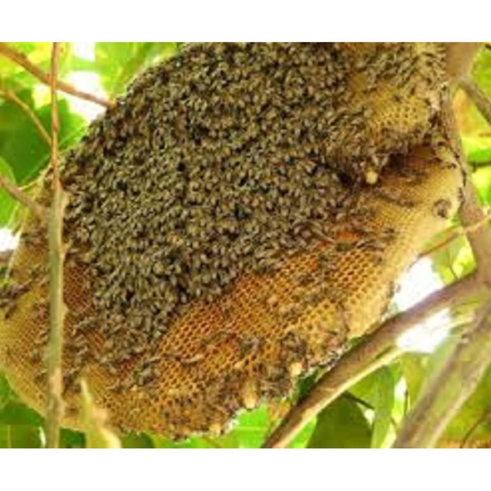 [1 lít] mật ong nguyên chất đặc biệt rừng tây nguyên 1