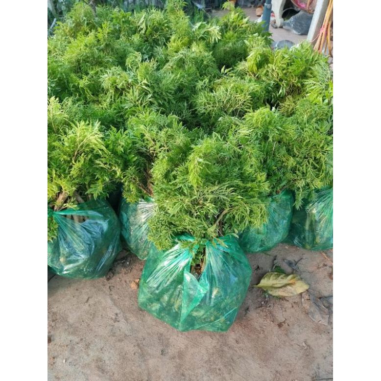 Combo 10 cây giống Đinh Lăng lá nếp