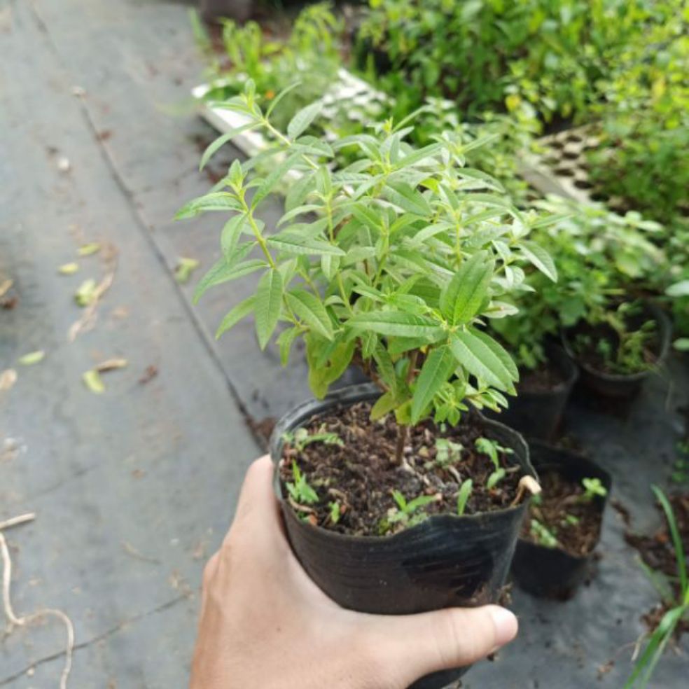 Cây bạc hà sả chanh Pháp Verveine Odorante