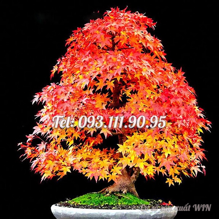 Hạt giống cây phong lá đỏ bonsai – bịch 10 hạt – mã số 1365