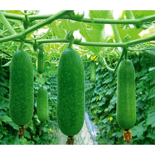 Hạt giống bí đao chanh Thanh Trúc gói 20 hạt