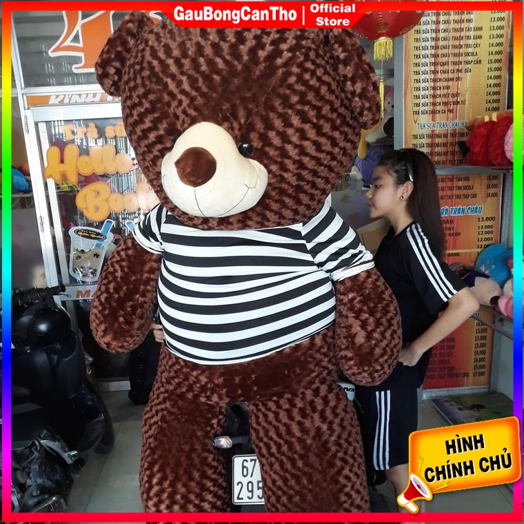 Gấu bông khổng lồ giá rẻ - gấu teddy khổ 2m cao 1m8 siêu to