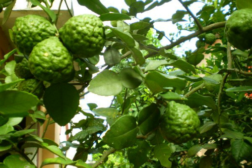 Lá chúc, lá trúc, lá chanh thái gà hấp lá chúc An Giang, lá chúc làm tinh dầu 100gr