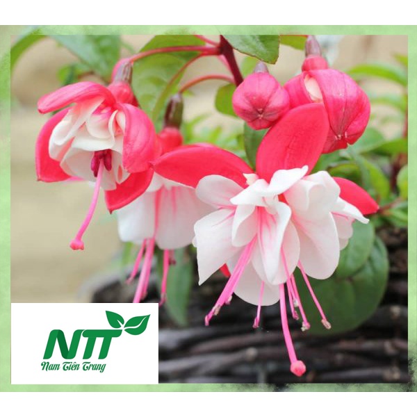 Hạt giống hoa vân anh tn