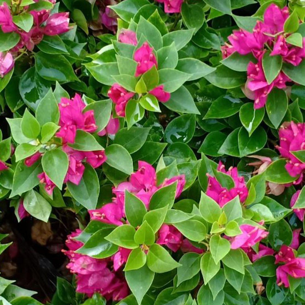 hoa giấy mỹ không gai size trung