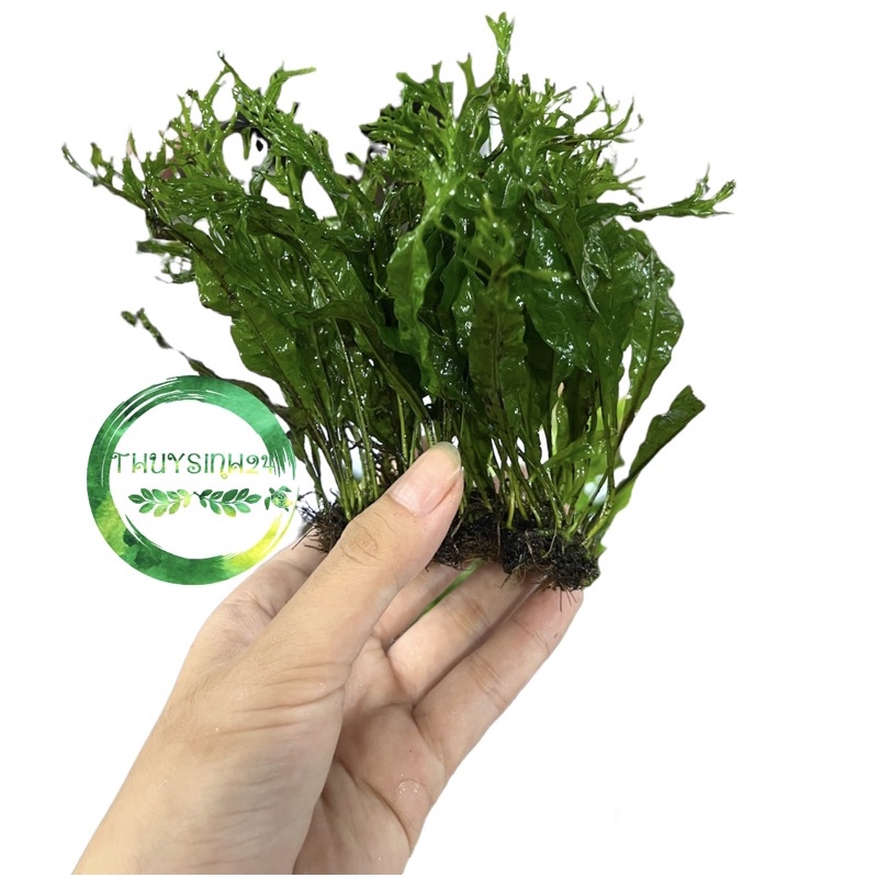 Dương xỉ sừng hươu - dương xỉ miếng - cây thủy sinh dễ trồng