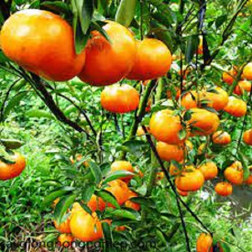 Cây giống quýt ngọt, cây khỏe, đẹp, gửi đi nguyên bầu và cam kết chuẩn giống.