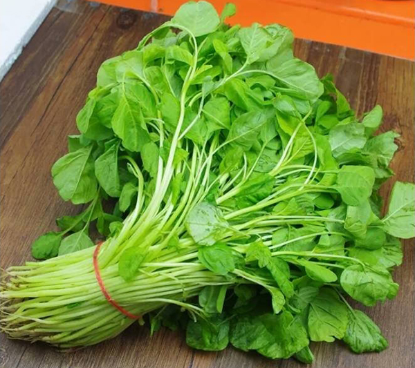HẠT GIỐNG RAU DỀN XANH LÁ TRÒN PN GÓI 20 GRAM