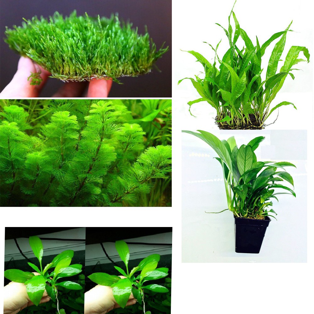 Combo 10 loại Cây thủy sinh dễ trồng - 10 loại cây thủy sinh cắt cắm