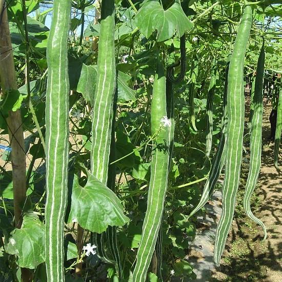 [HCM]GÓI 2GR HẠT GIỐNG KHỔ QUA TÂY MƯỚP RẮN CAO SẢN