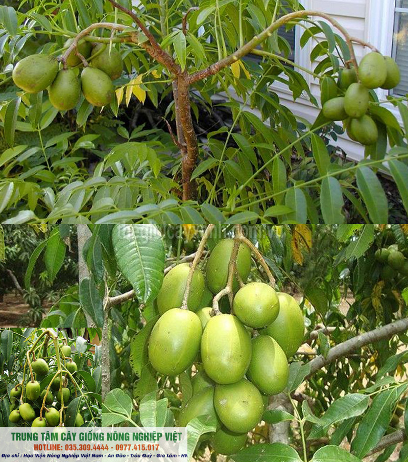 Cây giống cóc thái siêu sớm 6 tháng ra quả