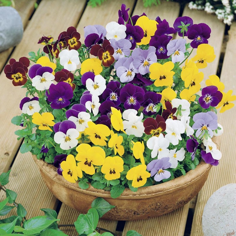 Gói 1000 hạt giống hoa pansy nhiều màu