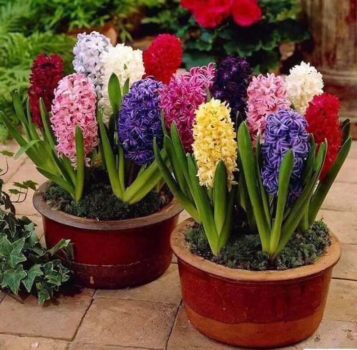 "Set 8 củ giống hoa tiên ông nhiều màu