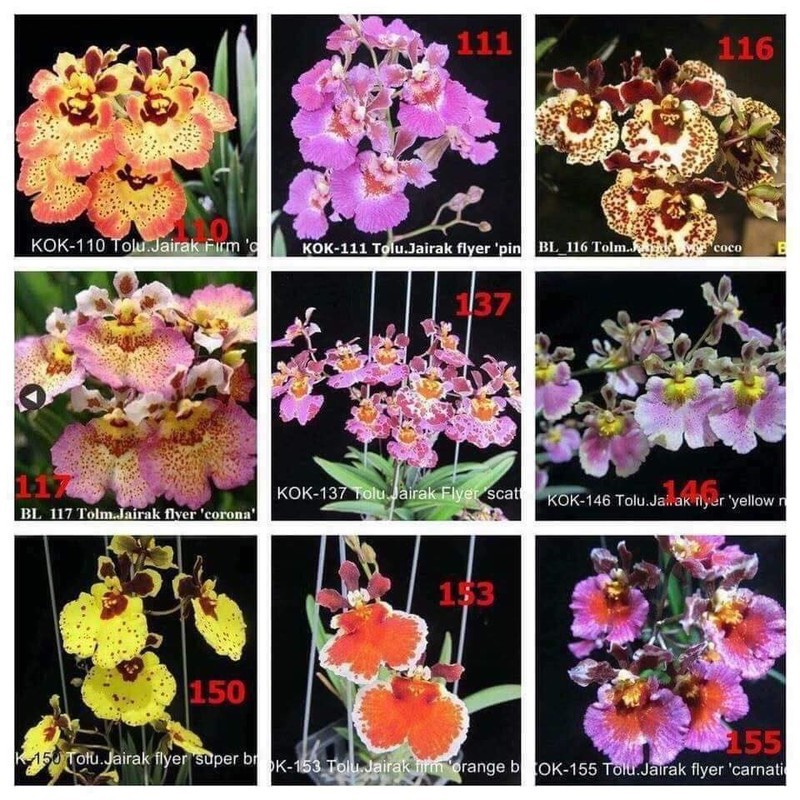 Combo 10 lan Vũ Nữ Bút Chì - giao cây như hình - màu ngẫu nhiên - Cây to sắp hoa - Rau&Hoa Shop