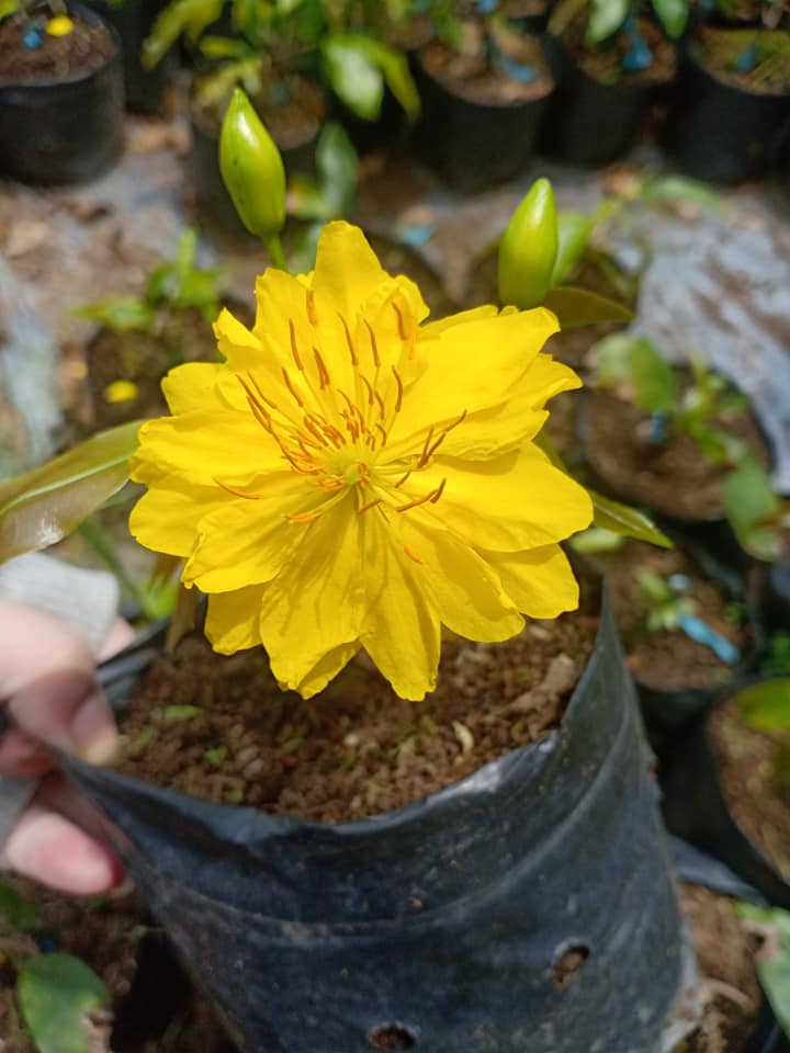 Mai Vàng Đại Lộc Bonsai Mini Gốc Quái