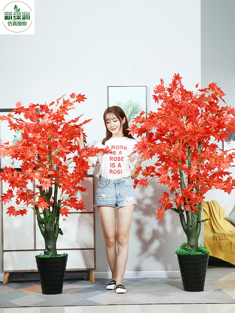 Cây Phong Lá Đỏ Cao 1m3