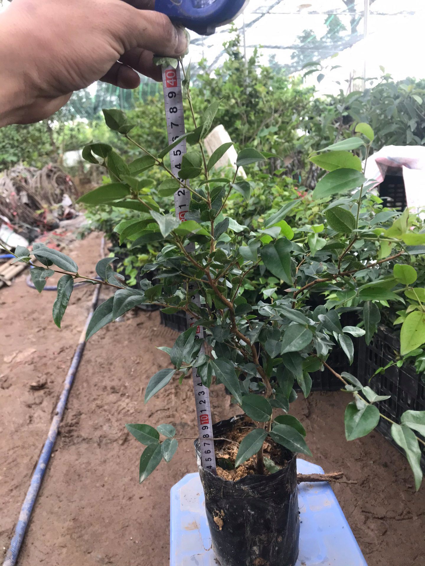 Cây nho thân gỗ tứ quý-freeship từ 50k