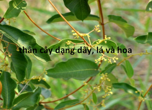 Hà thủ ô rừng - loại cây đỏ - Cây và lá phơi nắng + sấy khô bằng than củi - túi 200gr