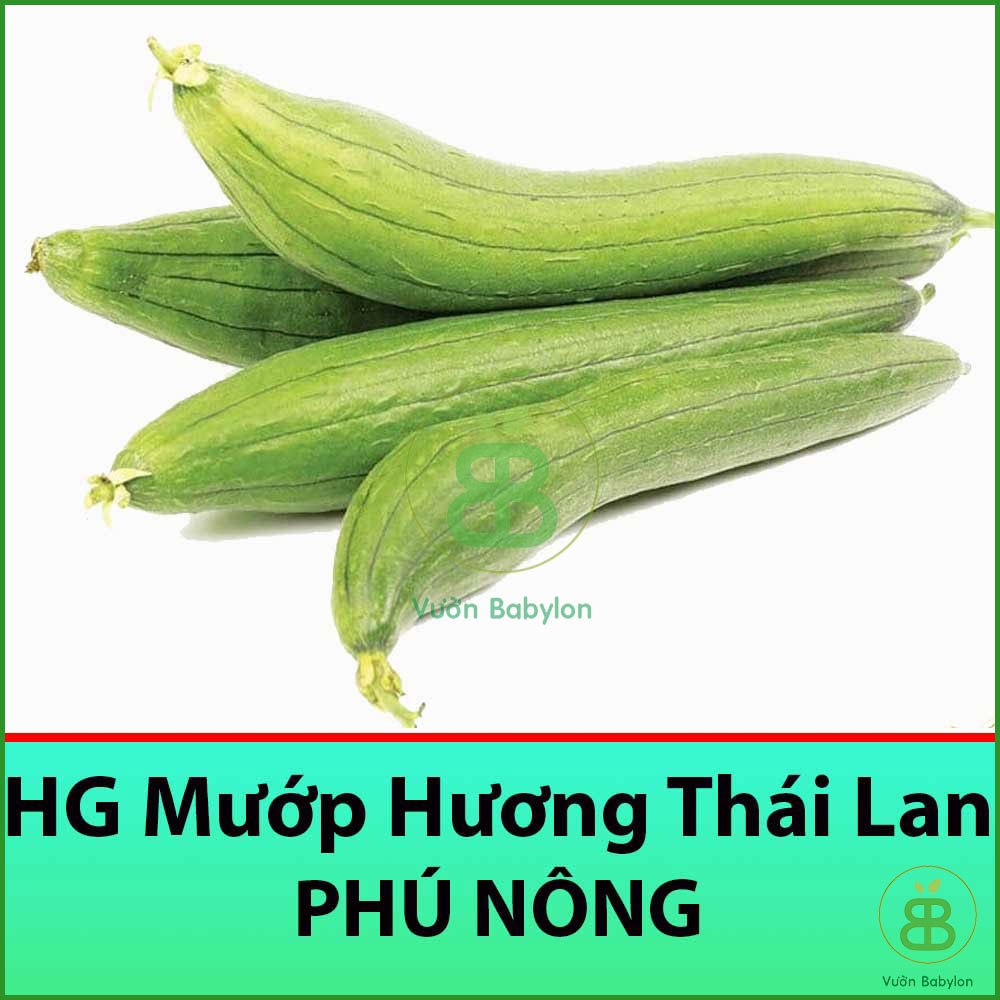Hạt Giống Mướp Hương Thái Lan Siêu Dài