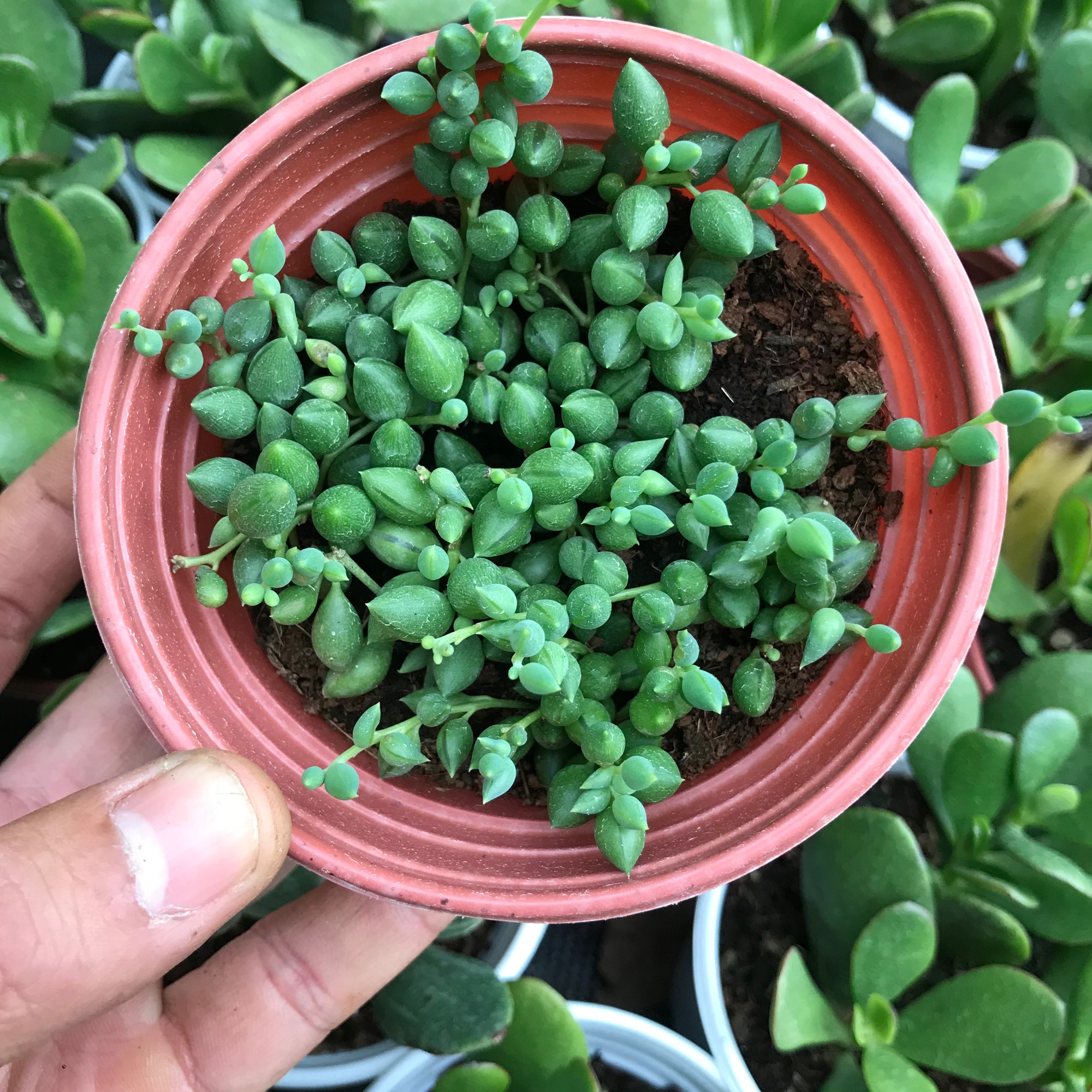 Sen hạt Ngọc trung