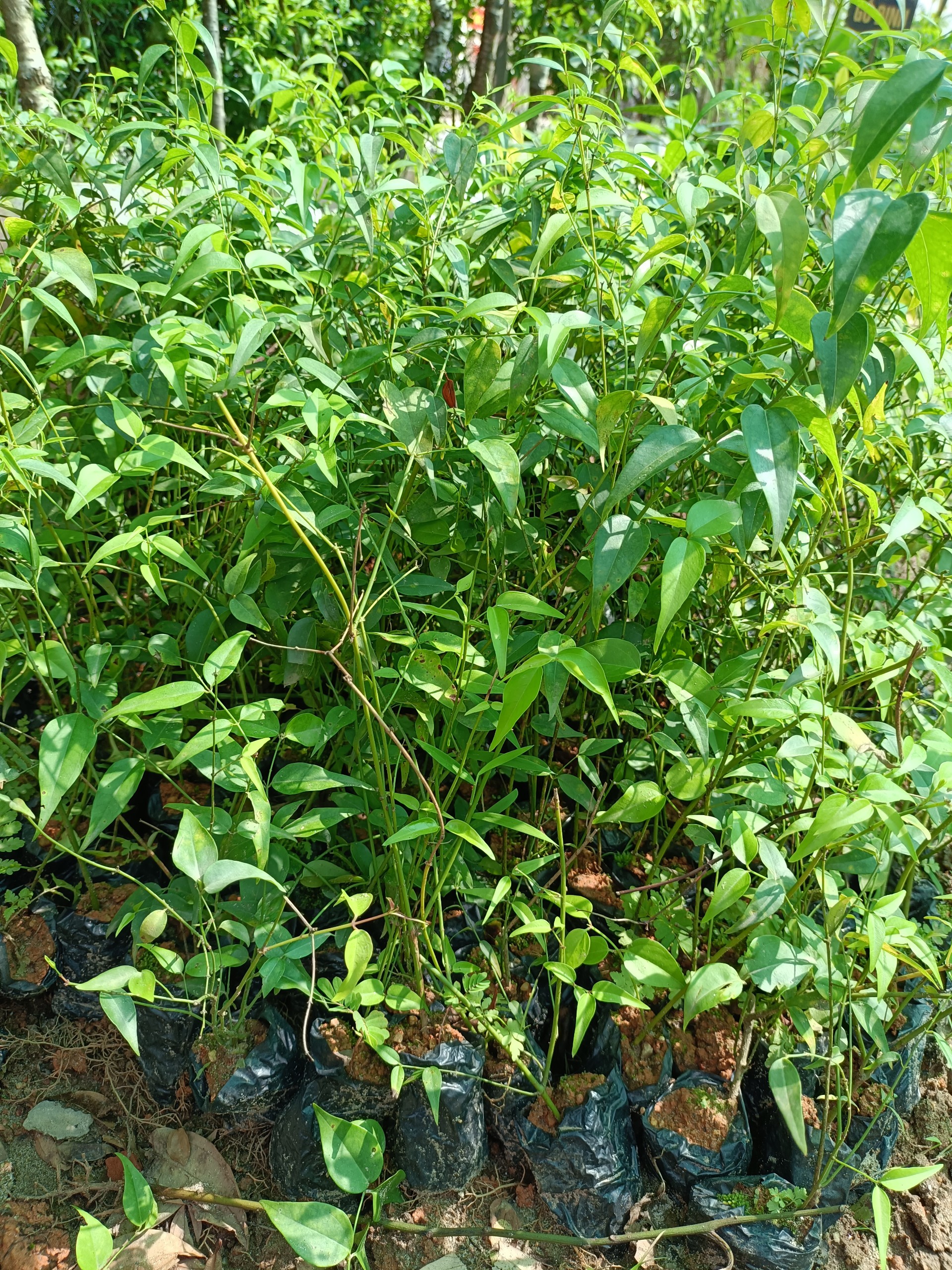 Combo 5 cây giống chè vằng