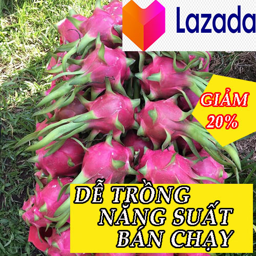 5 cây giống thanh long ruột trắng