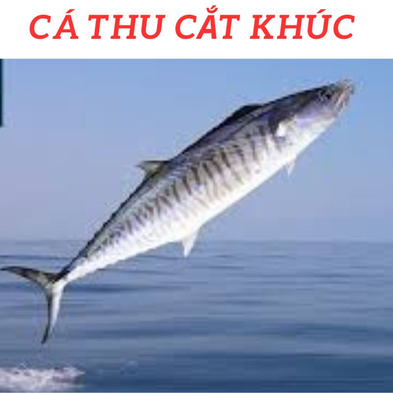 Cá Thu cắt lát giao nhanh 2h, Gỉam 30k cho đơn hàng từ 350k, Cá thu tươi 500g cắt lát giao luôn