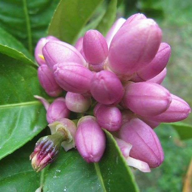 CÂY GIỐNG CHANH BÔNG TÍM - CÂY CHIẾT CÀNH, CÂY CHANH TỨ QUÝ BÔNG TÍM RA QUẢ BỐN MÙA