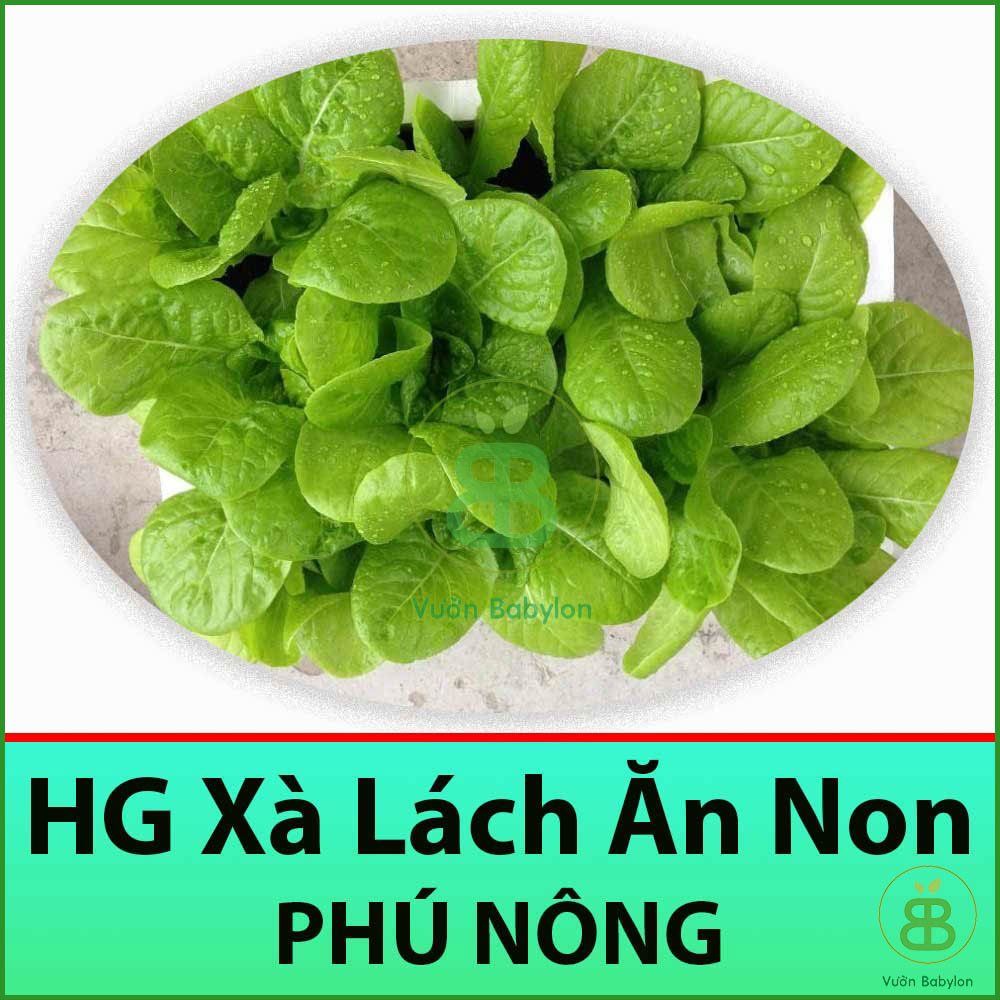 10GR Hạt Giống Xà Lách Ăn Non Thu Hoạch Nhanh Chỉ Từ 15-20 Ngày