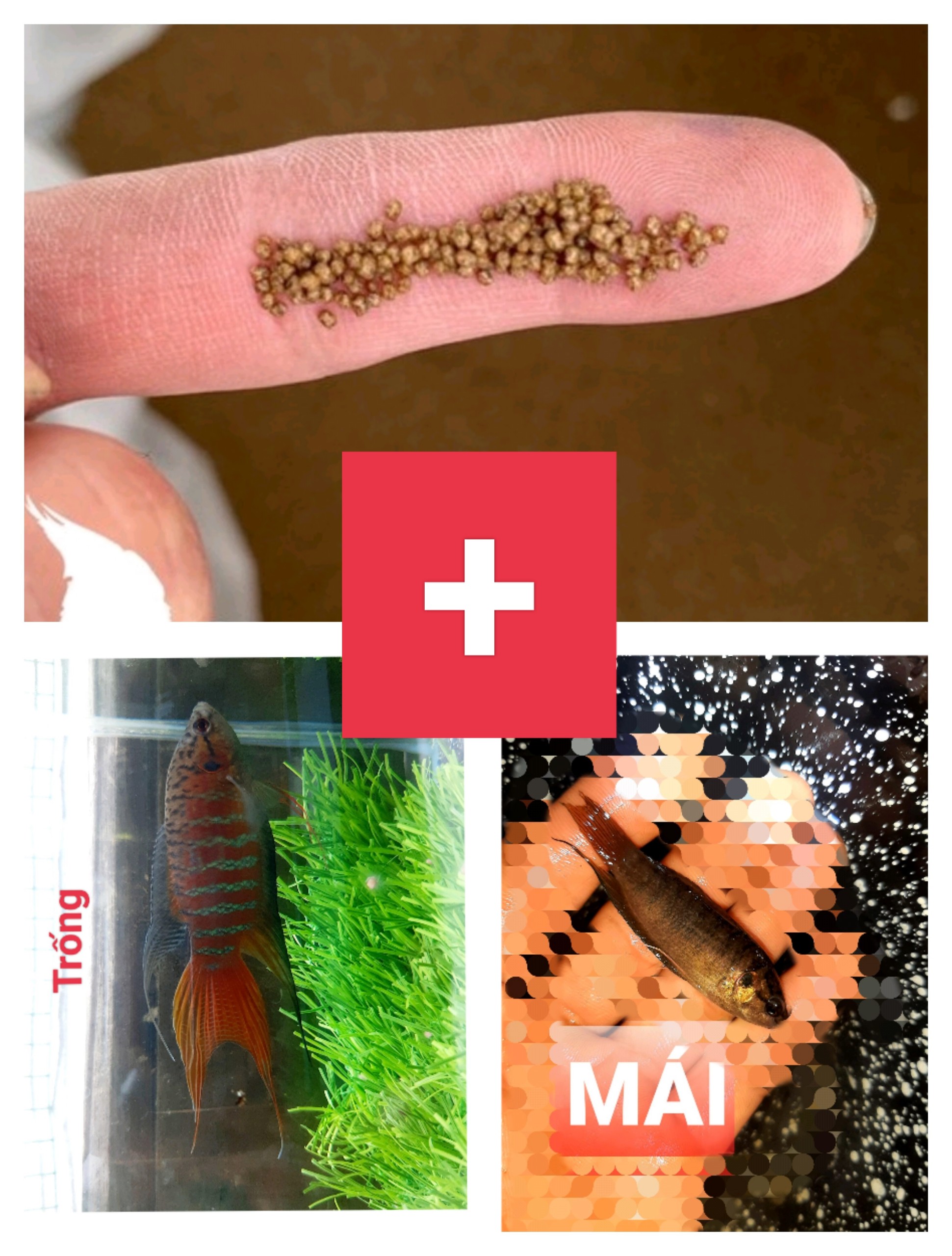 Cám cá cargill hạt 1li tặng lia thia cờ miền trung