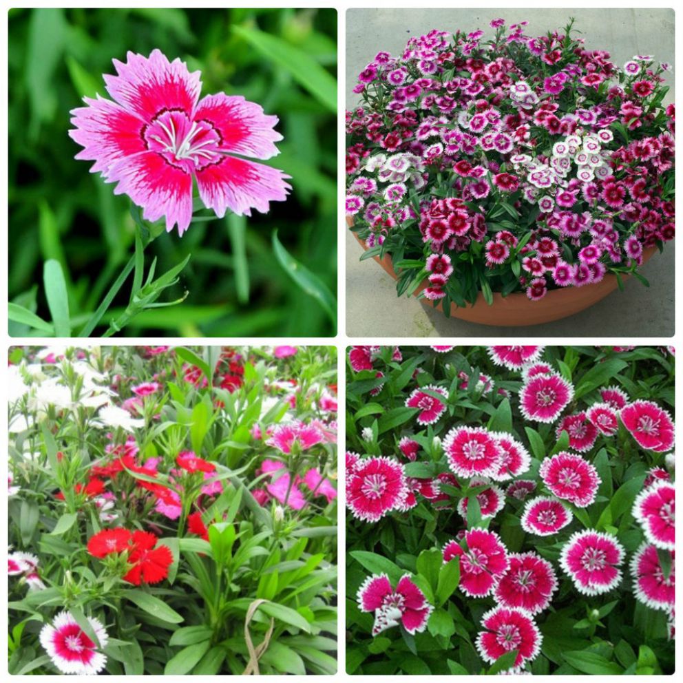 Hạt Giống Hoa Cẩm Chướng Đơn nhiều màu gói 25 hạt