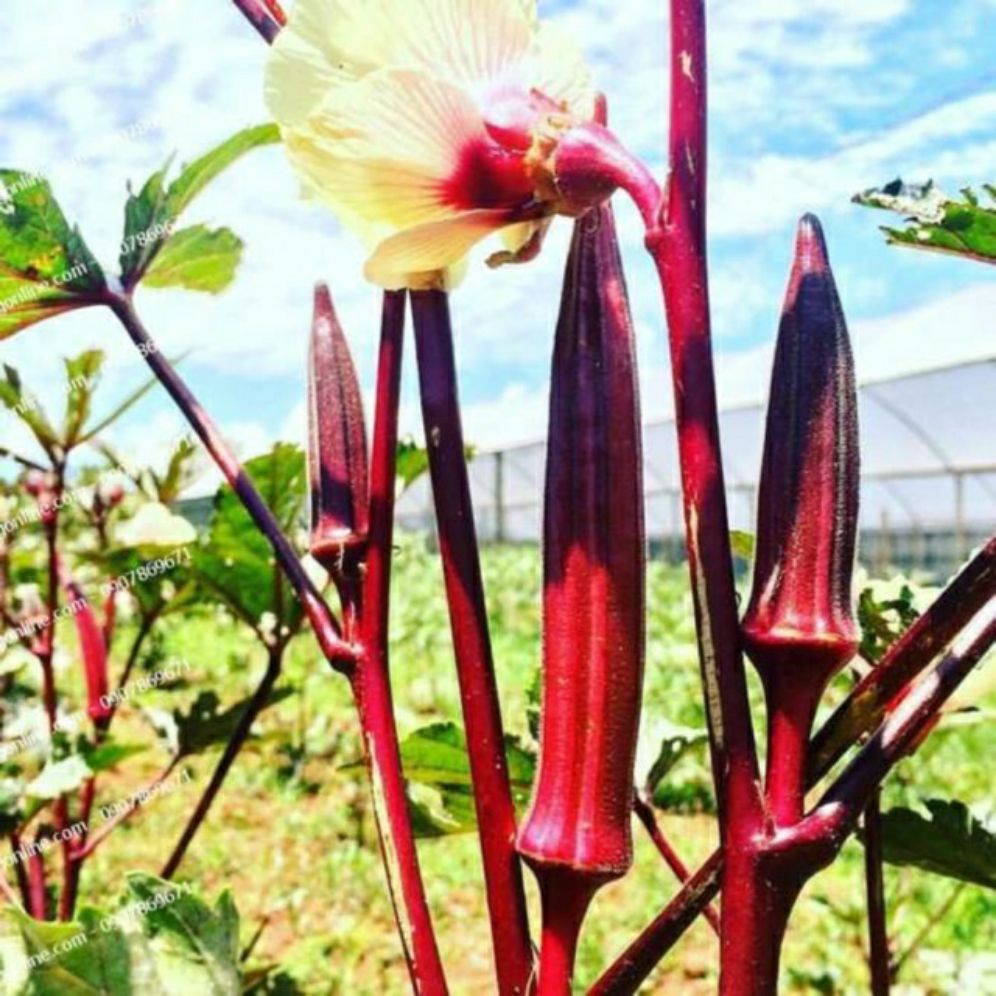 hạt giống đậu bắp đỏ