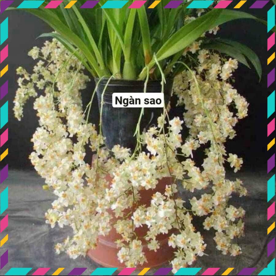 Hoa Lan vũ nữ ngàn sao qq