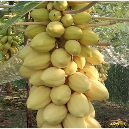 Hạt giống đu đủ vỏ vàng