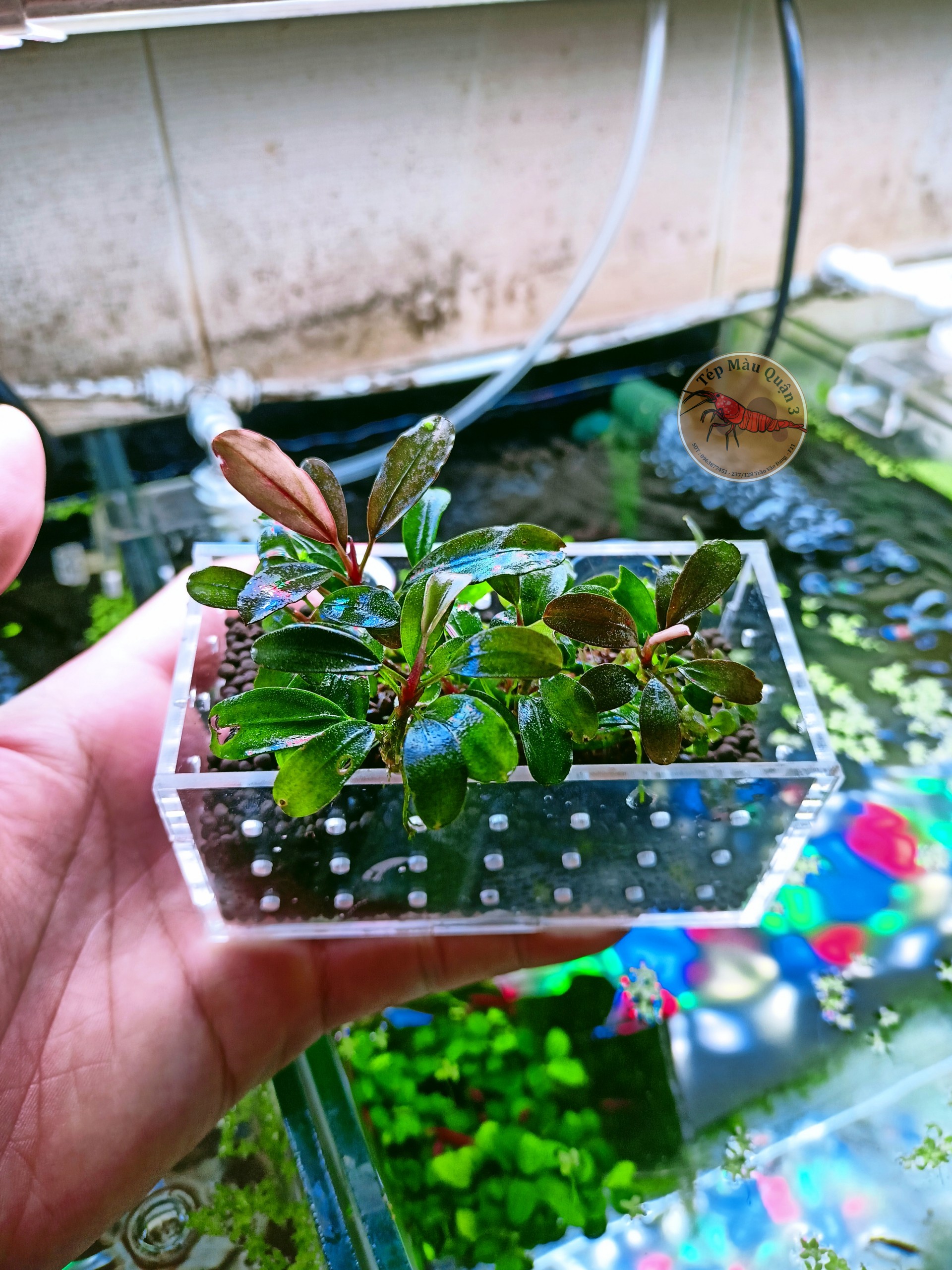 Cốc Đôi Trồng Cây Thủy Sinh Mica Thẩm Mỹ Tép Cảnh