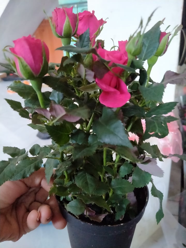 Hoa hồng siêu nụ, siêu hoa