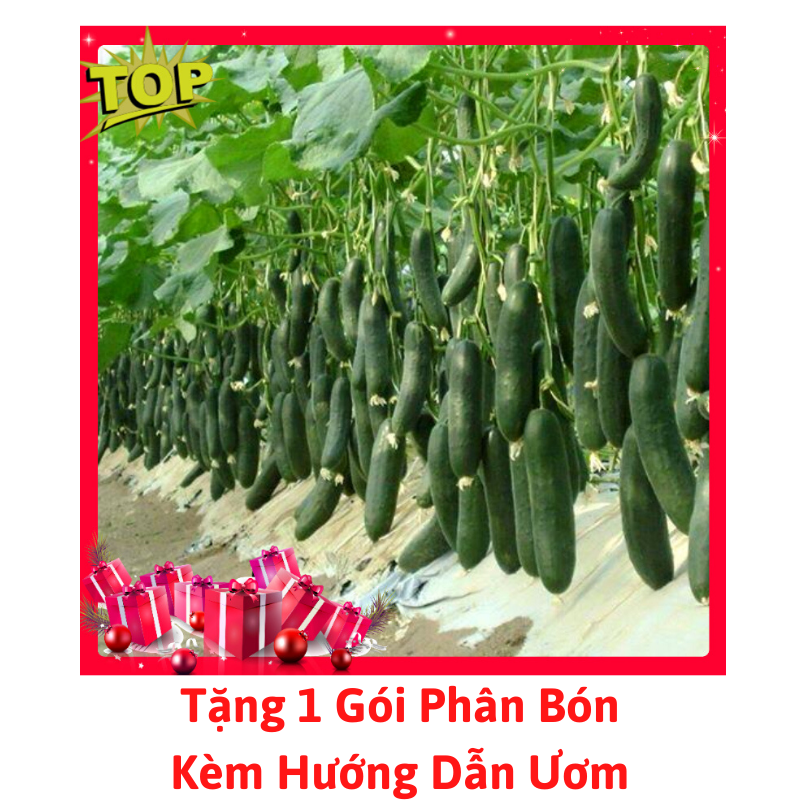 [Lấy mã giảm thêm 30%] Gói Hạt Giống Dưa Chuột Chùm(Dưa Baby) - Tặng Phân Bón