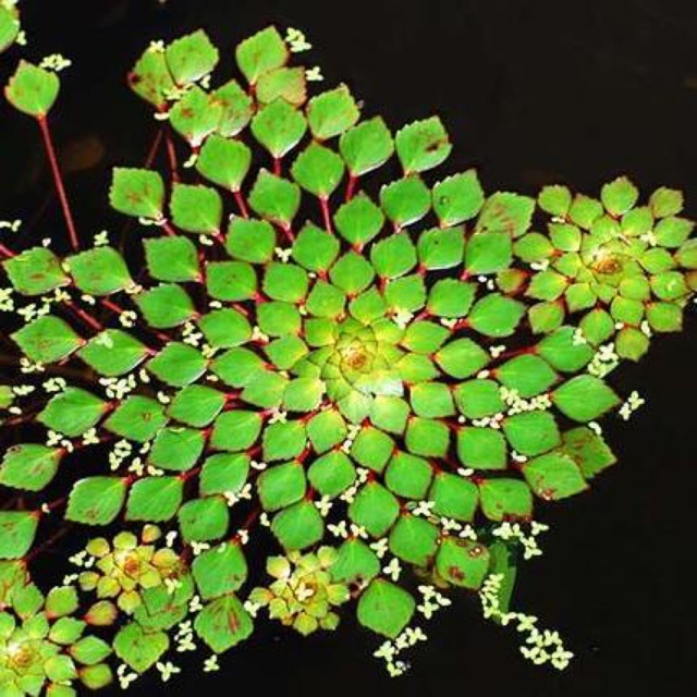 CÂY ẤU THÁI THUỶ SINH - 1 NHÁNH ẤU THÁI THUỶ SINH