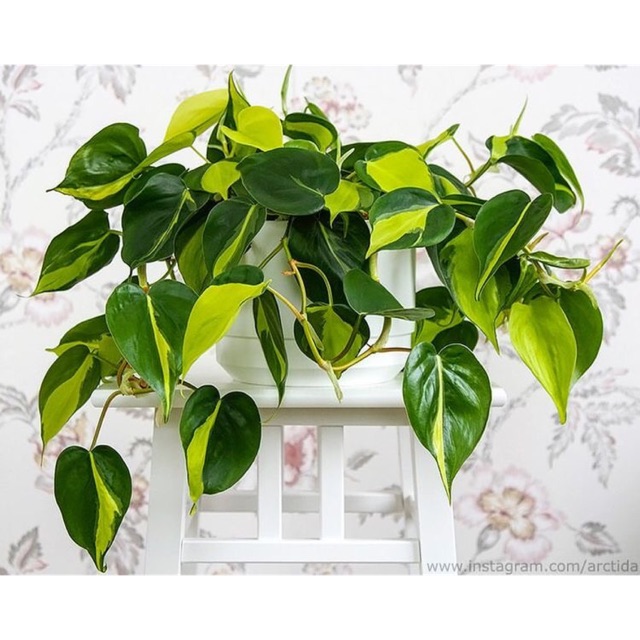 Trầu bà Brazil