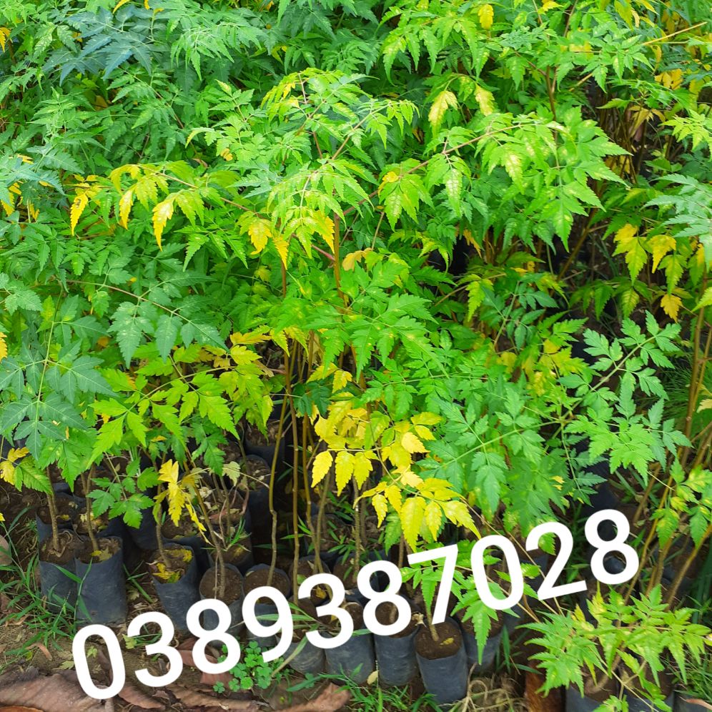 cây xoan đào giống,2 cây