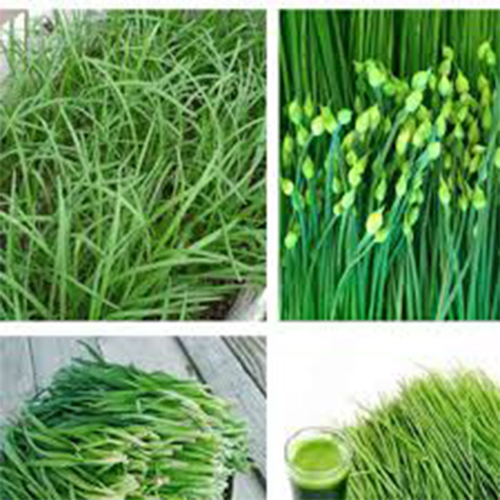 hạt giống rau  hẹ bông gói 5gr mua từ 50k tặng 2 sản phẩm