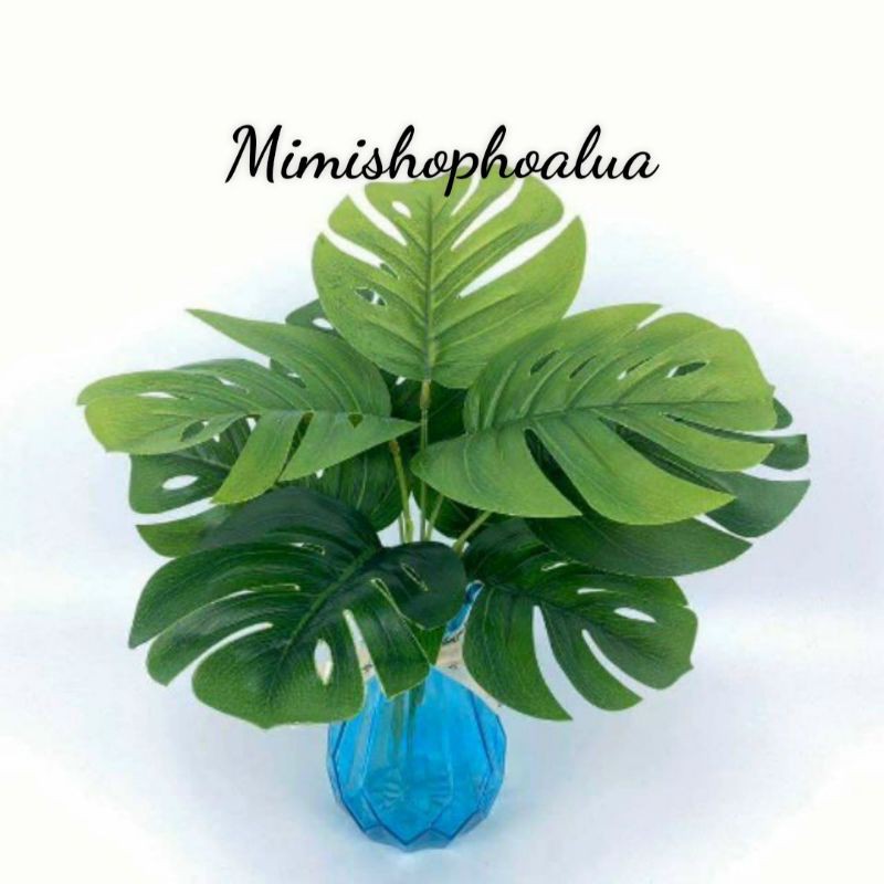 Cụm lá rùa 9lá, cao 30cm