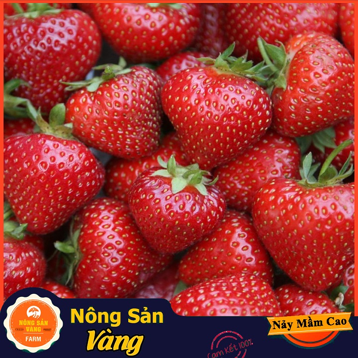 [HCM]Hạt giống Dâu Tây Đỏ F1 ( Gói 100 Hạt ) - Nông Sản Vàng